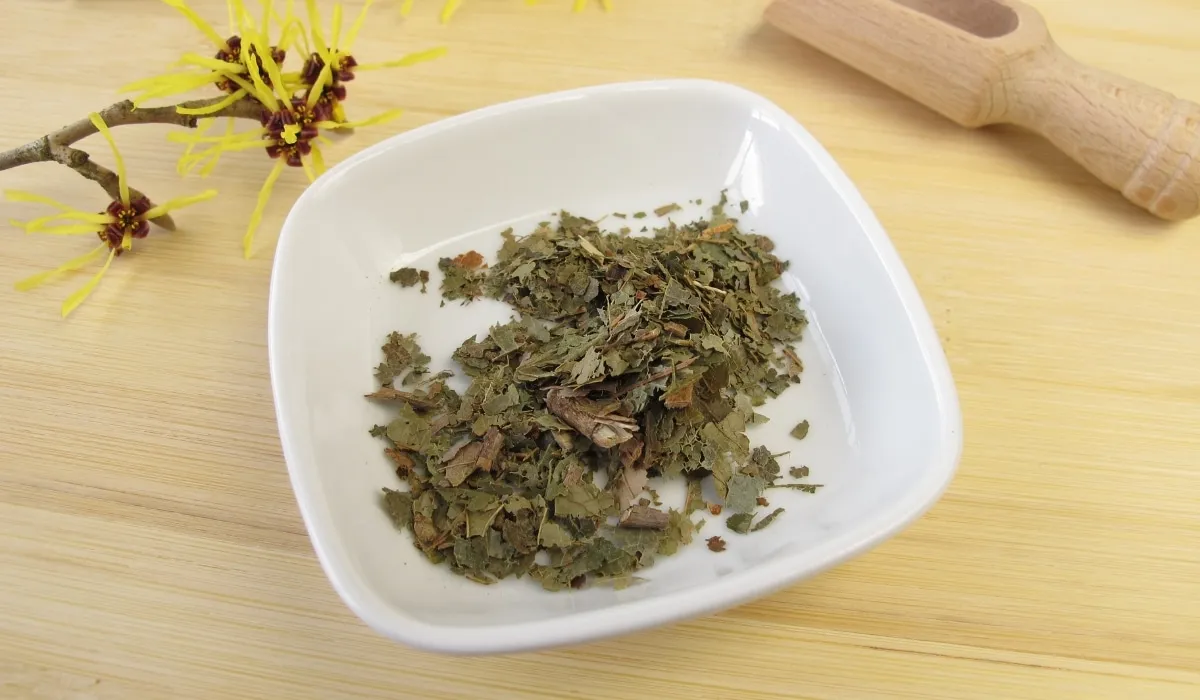 Hamamelis