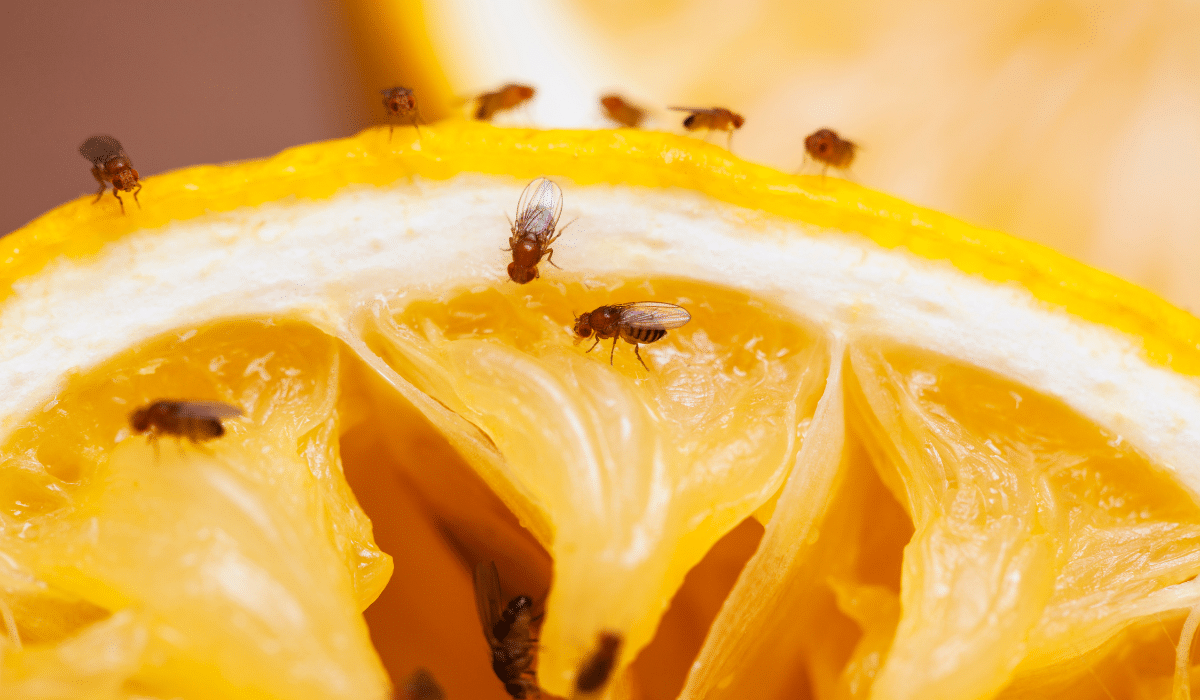 moscas de la fruta