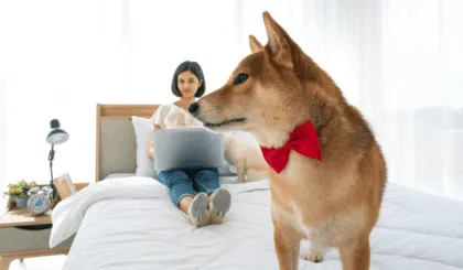 Los perros pueden sentir celos