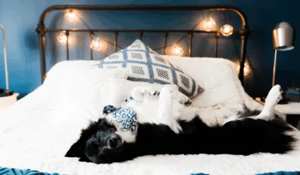 perros tiemblan mientras duermen