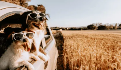 razones para viajar con tu mascota