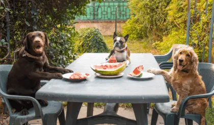 Pueden los perros comer sandía
