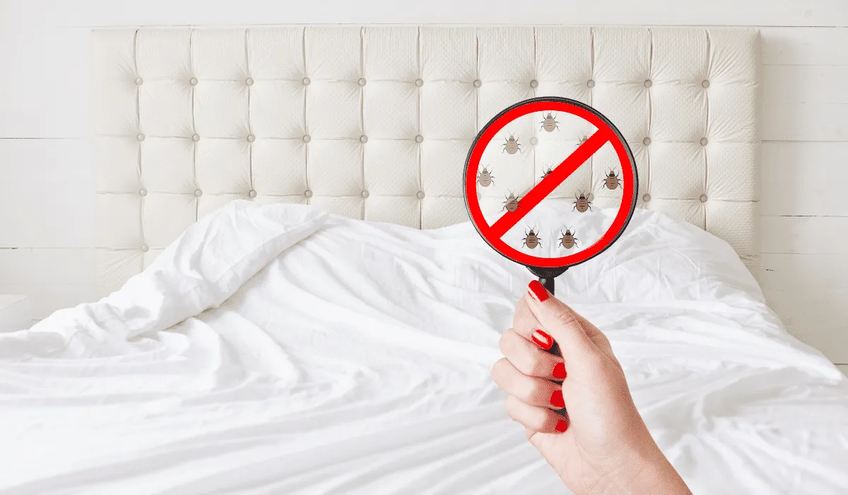 eliminar las chinches