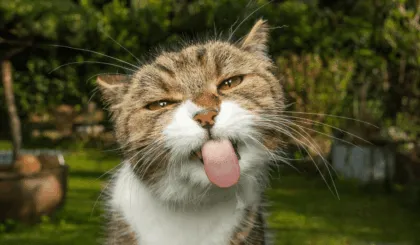 gato feliz y saludable