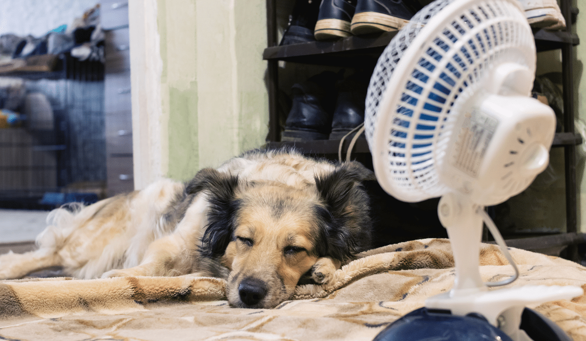 Protege a tus mascotas de un golpe de calor