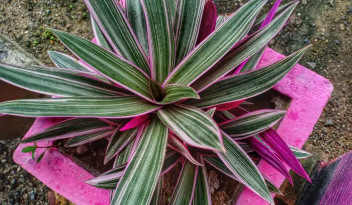 Maguey morado