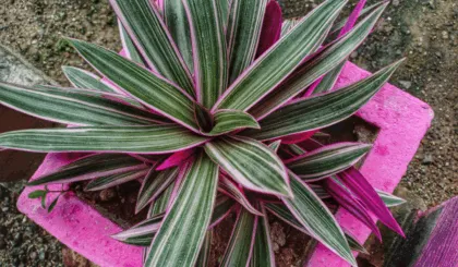 Descubre las propiedades medicinales y culinarias del maguey morado, una planta originaria de México.