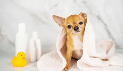 Día Mundial del Perro