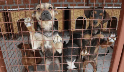 La importancia de un hogar temporal para mascotas