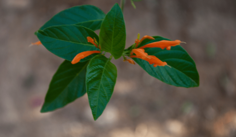 Muicle la planta medicinal de México que ayuda a limpiar la sangre y ...