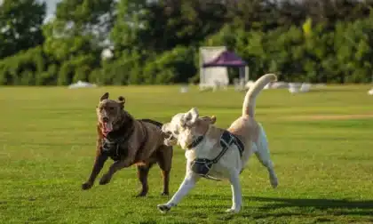 perros que sufren dolores articulares