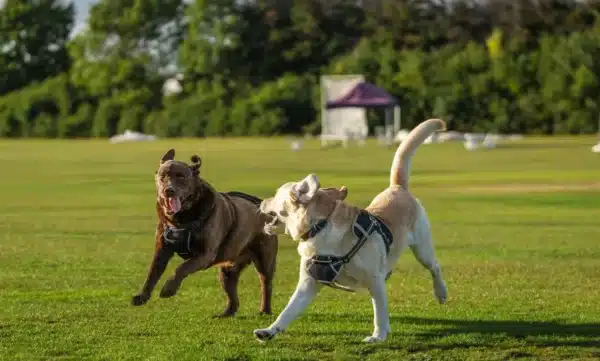 perros que sufren dolores articulares