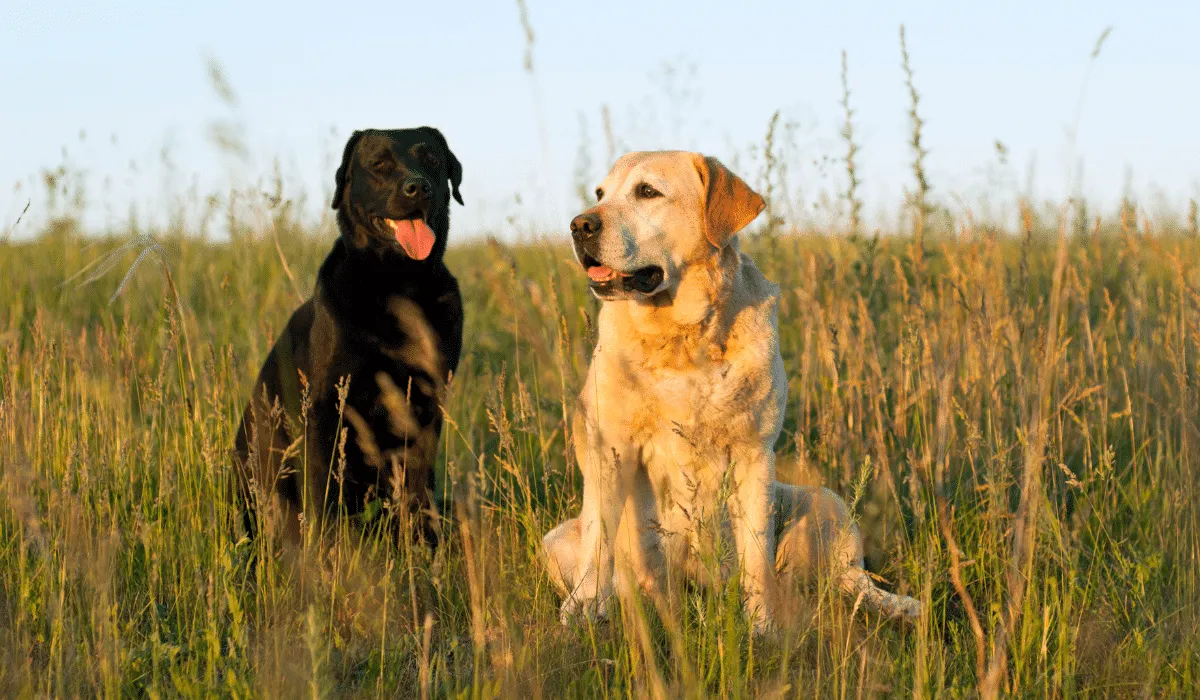 perros que sufren dolores articulares