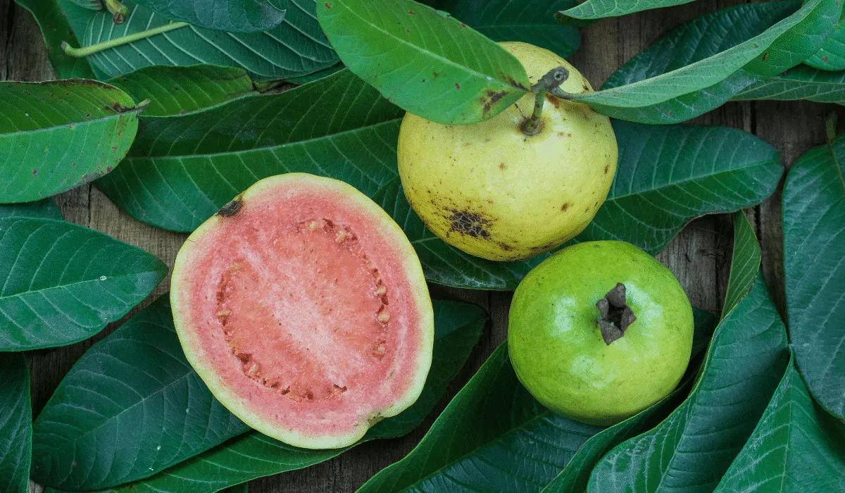 beneficios de la hoja de guayaba