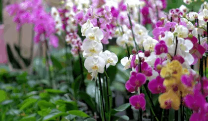 Cuáles son tus flores de nacimiento