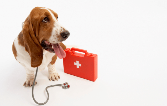 kit de primeros auxilios para tu animal de compañía 