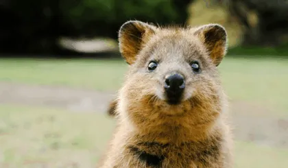 Este es el animal más feliz del mundo