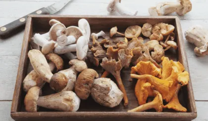 Los hongos no se lavan esta es la razón