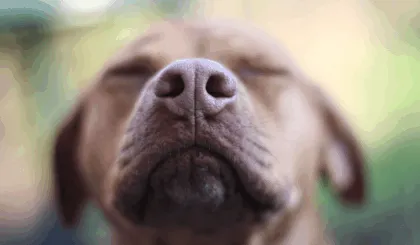 Por qué los perros te huelen la entrepierna