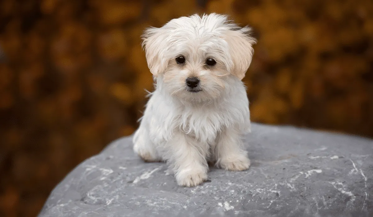 cachorros que parecen ositos de peluche