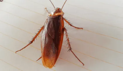 cucarachas voladoras
