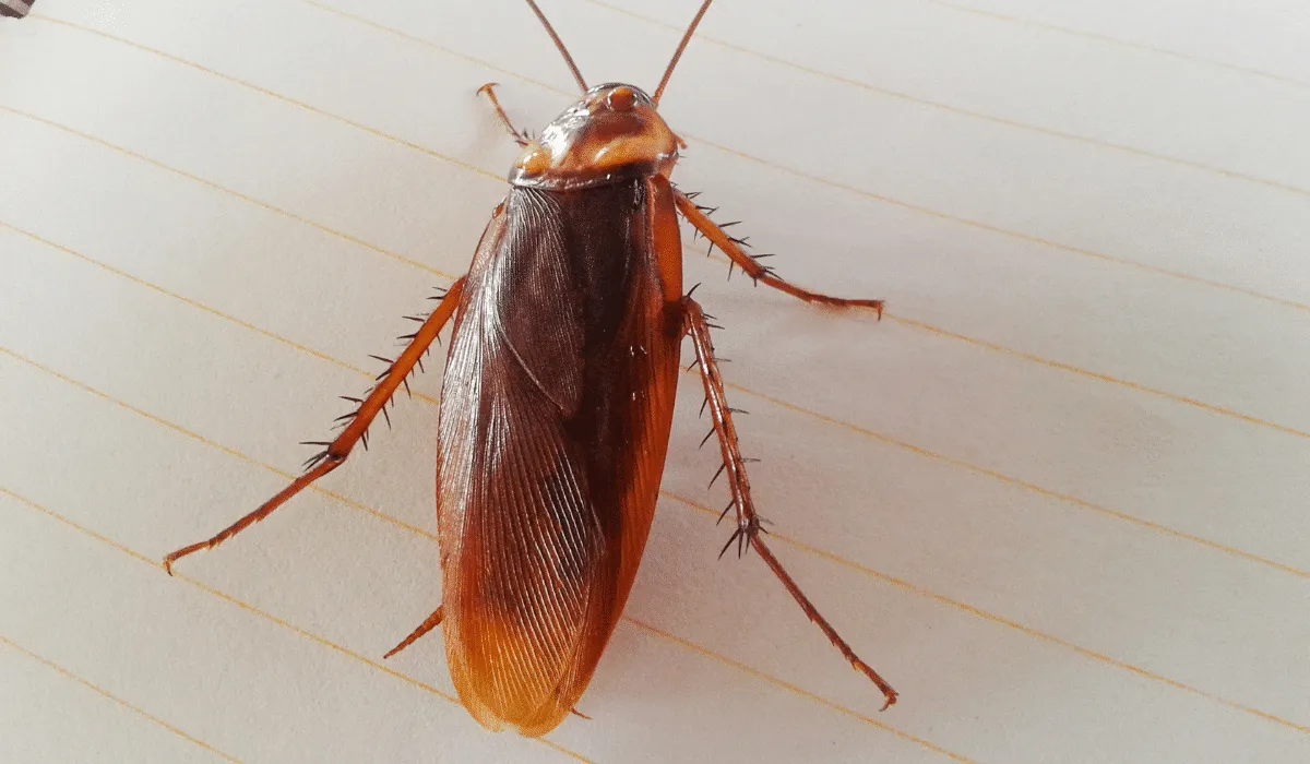 cucarachas voladoras