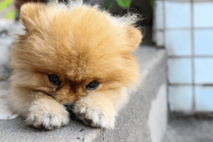 8 Cachorros Que Parecen Ositos De Peluche