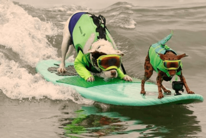 Dosis de Perritos surfeadores