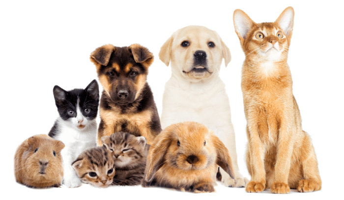kit de primeros auxilios para tu animal de compañía (2)