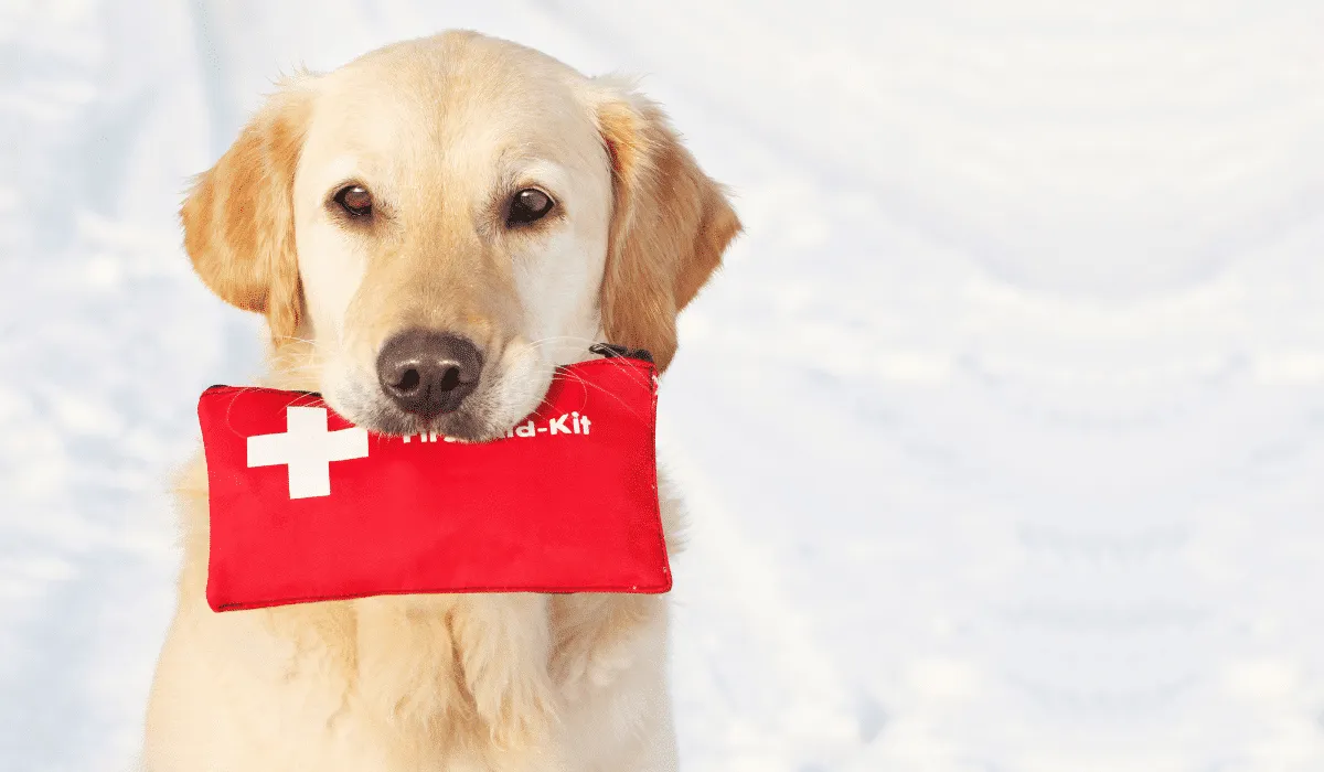 kit de primeros auxilios para tu animal de compañía