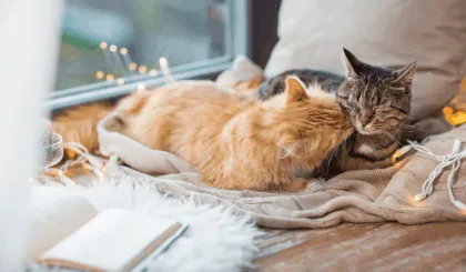 mantener sano a tu gato de las enfermedades parasitarias