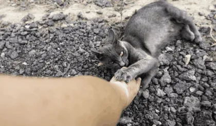 Gato lo muerde se infecta bacteria