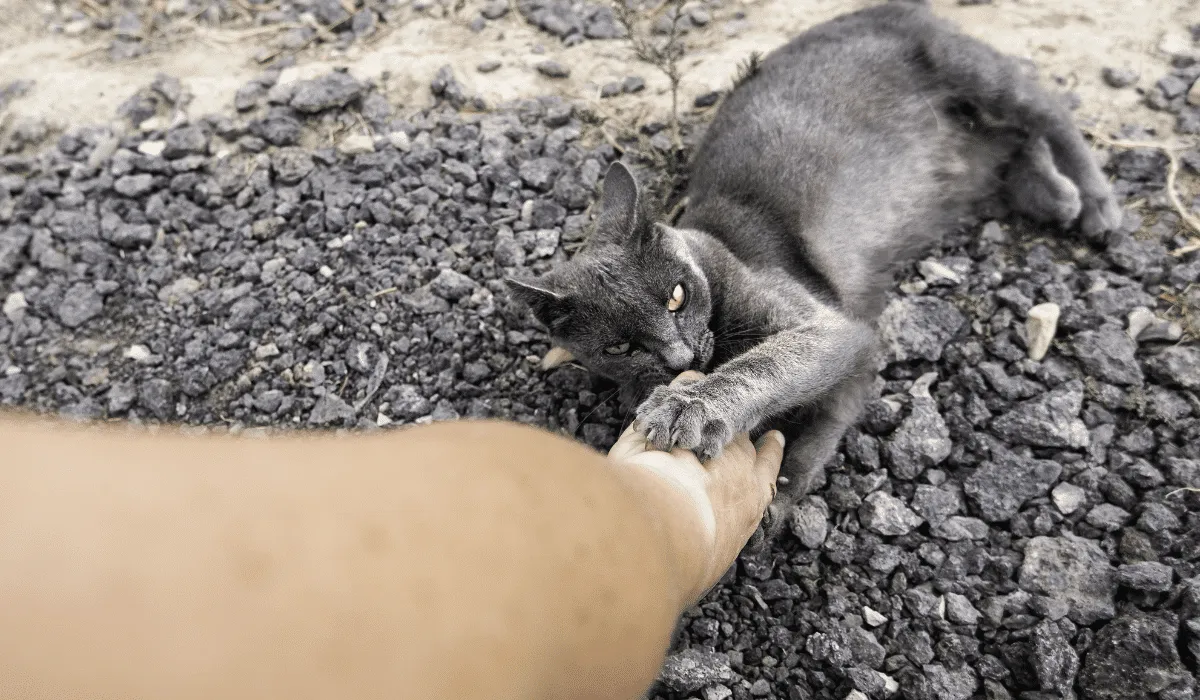 Gato lo muerde se infecta bacteria