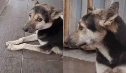 Perrita se reencuentra con su dueña tras 8 meses