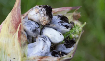 Cuitlacoche
