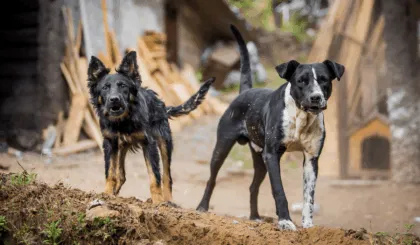 Día Mundial contra la rabia (2)