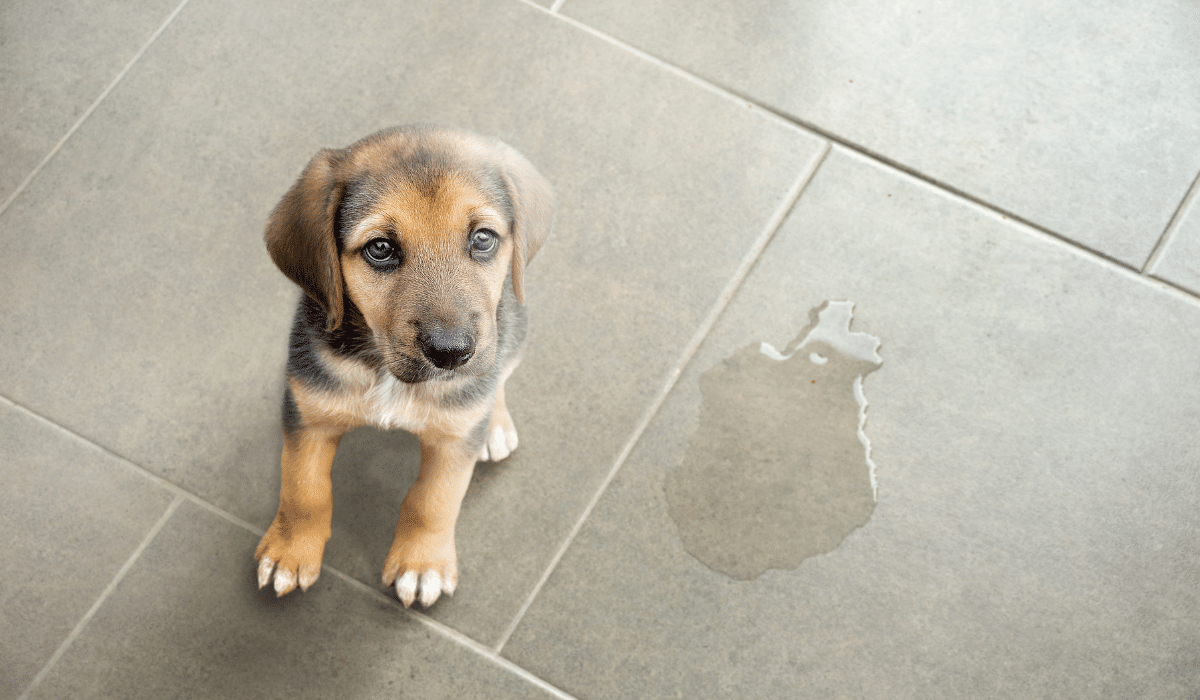 Cómo eliminar de tu patio el olor de pipí de tu mascota