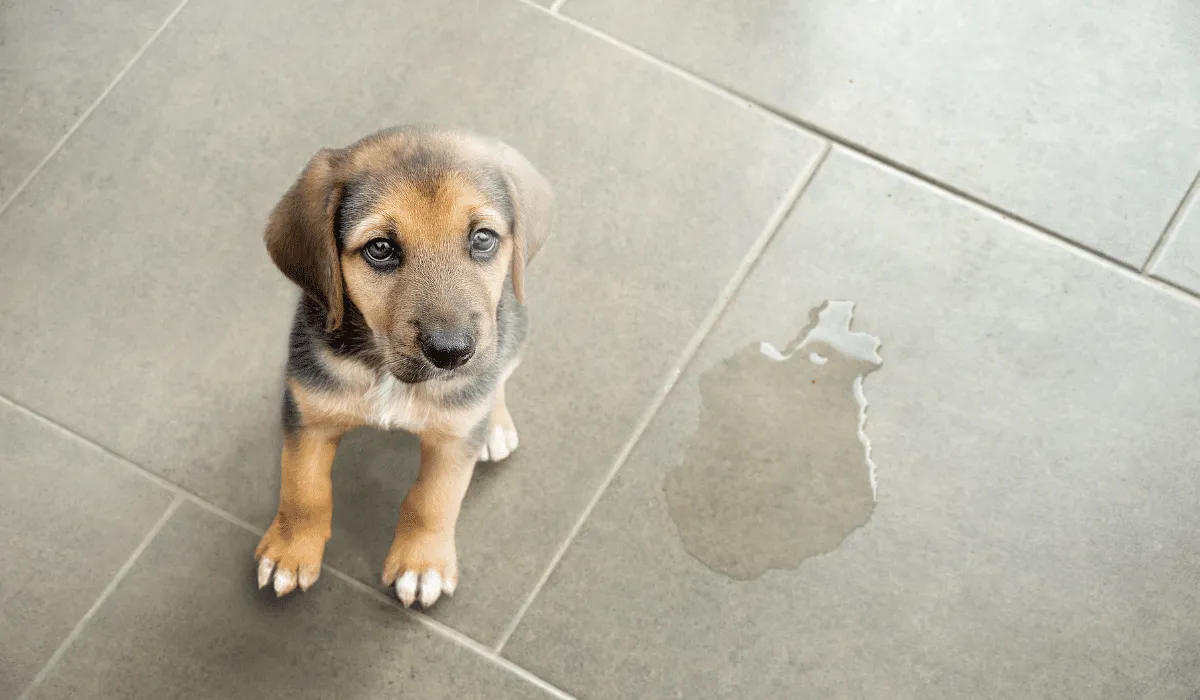 Elimina de tu patio el olor de pipí de tu mascota