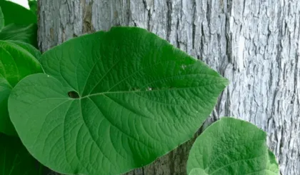 Beneficios curativos de la hoja santa