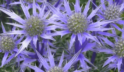 Qué es la hierba de sapo