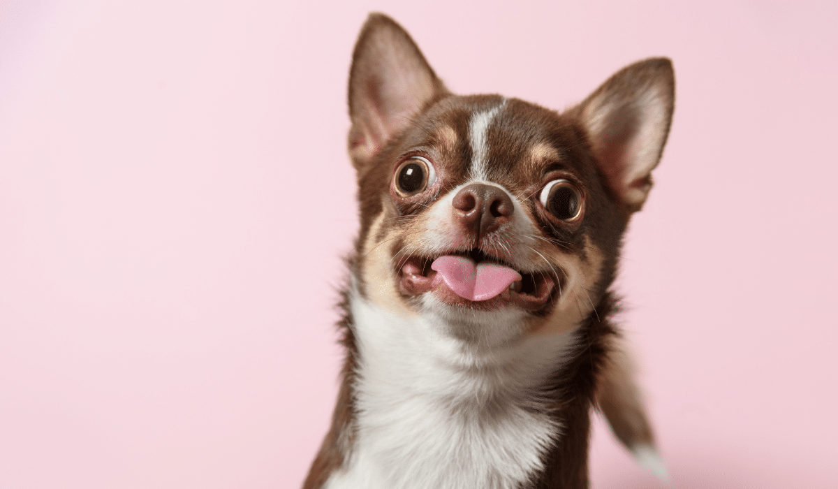 12 cosas que tu perro realmente odia que hagas