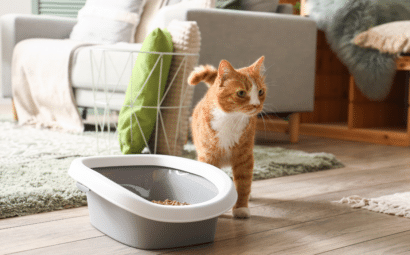 5 razones por las que tu gato no utiliza su arenero