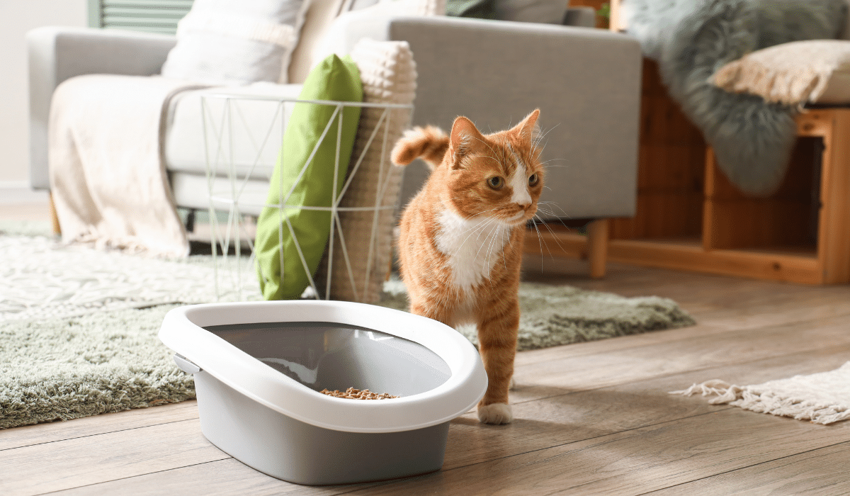5 razones por las que tu gato no utiliza su arenero