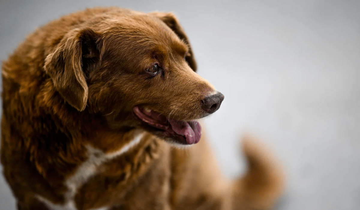 Bobi, el perro más longevo del mundo fallece