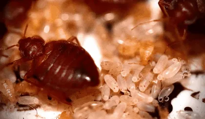 Lo que debes saber sobre las chinches