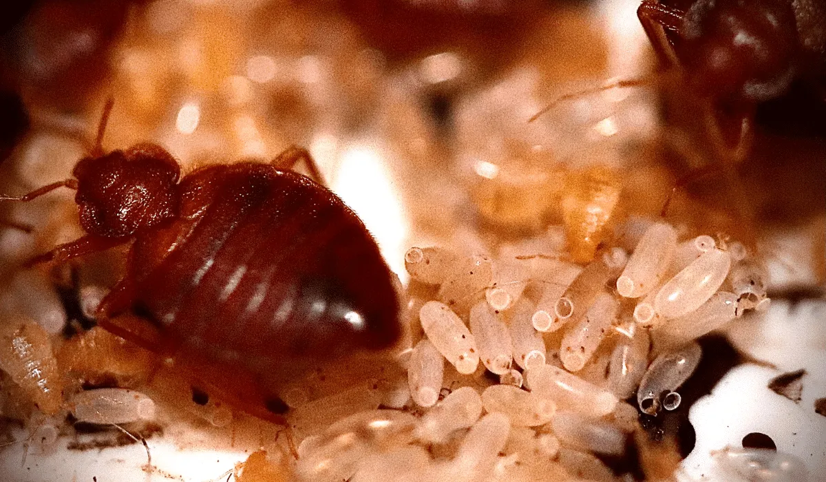 Lo que debes saber sobre las chinches