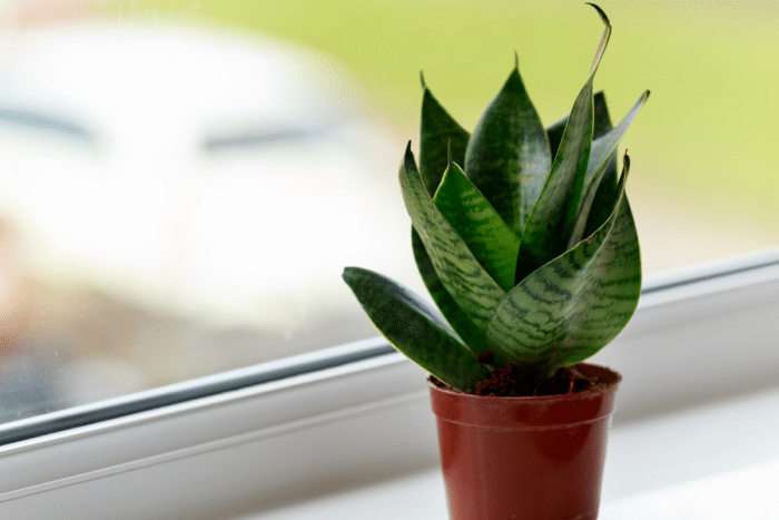 plantas de buena suerte para tu hogar