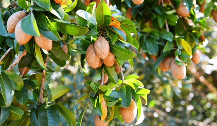 chicozapote fruta ancestral (2)