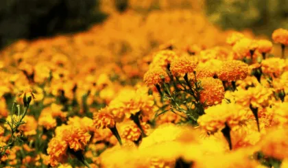 distinguir cempasúchil mexicana de la china