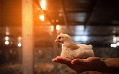 gallinas resistentes a la influenza aviar